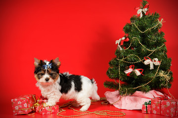 Biewer Yorkshire Terrier on colored backgrounds