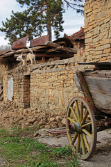 Obraz premium Old cart in the foreground, barking dog on the ruins of a barn in the backgroud, at Debnevo, Bulgaria