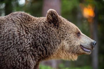 Closeup portrait of Brown bear.  Scientific name: Ursus arctos. Natural habitat.