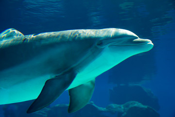 Naklejka premium Underwater portrait of happy smiling bottlenose dolphins swimming and playing in blue water