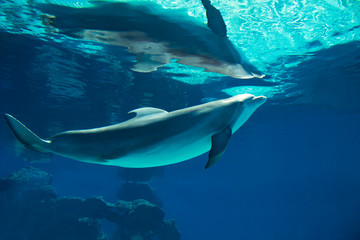 Underwater portrait of happy smiling bottlenose dolphins swimming and playing in blue water