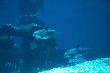 Fototapeta premium Underwater portrait of happy smiling bottlenose dolphins swimming and playing in blue water