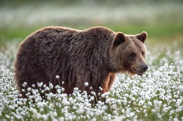 Bruine beer in het zomerbos op het moeras tussen witte bloemen. Vooraanzicht. Natuurlijke leefomgeving. Bruine beer, wetenschappelijke naam: Ursus arctos. Zomerseizoen.
