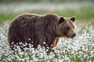 Fotobehang Pistache Bruine beer in het zomerbos op het moeras tussen witte bloemen. Vooraanzicht. Natuurlijke leefomgeving. Bruine beer, wetenschappelijke naam: Ursus arctos. Zomerseizoen.