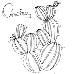Vector Cactus. Floral botanical flower. Black and white engraved ink art. Isolated cacti illustration element.