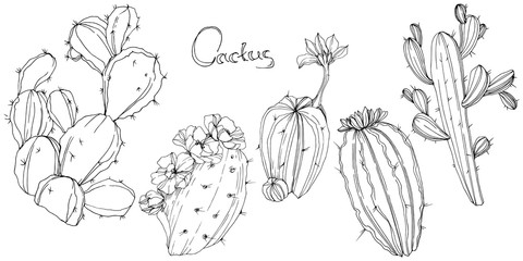 Vector Cactus. Floral botanical flower. Black and white engraved ink art. Isolated cacti illustration element. © yanushkov