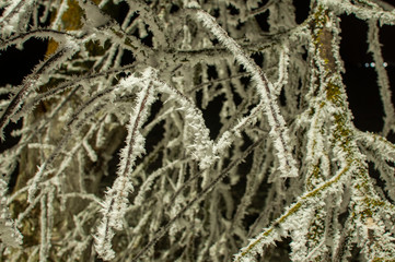 frost on the branches