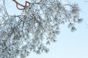 Frosty tree branch in snowy forest, cold weather in sunny morning. Tranquil winter nature in sunlight. Inspirational natural winter garden or park. Peaceful cool ecology nature landscape background