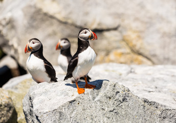 Fototapeta premium Three Atlantic Puffin (Fratercula arctica) perched on large boulder on Macias Seal Island during breeding season. Near Maine and New Brunswick Canada.