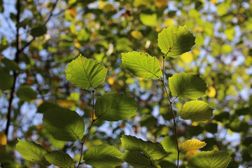 Hazel green yellow leaves branch fall autumn