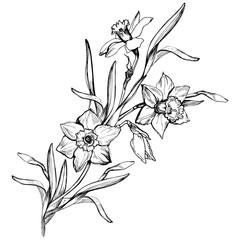 Botanical sketch of hand drawn flowers Narcissus, Daffodils isolated on white. For create floral design, wedding invitaton, celebration card mockup. Vector Illustration.