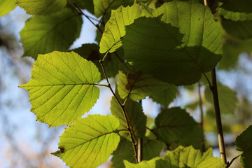 Hazel green yellow leaves branch fall autumn