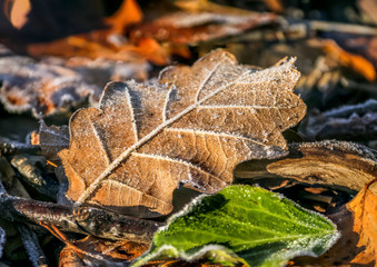 Raureif auf Herbstblatt