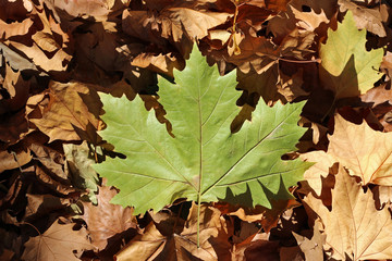 Plane tree leaves platanus dry green brown yellow autumn fall october