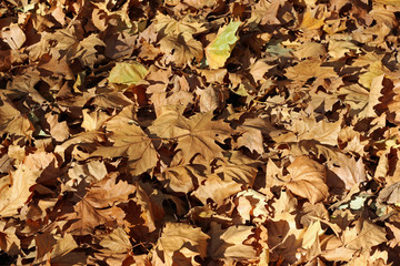 Plane tree platanus dry yellow green leaves autumn fall october