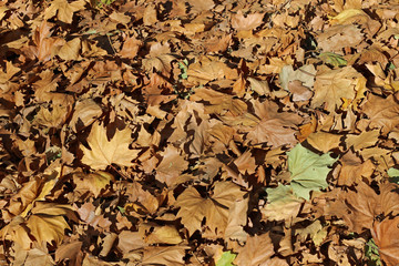 Plane tree platanus dry yellow green leaves autumn fall october
