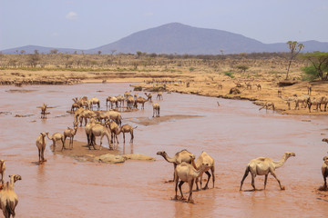Fototapeta na wymiar A herd of camels cools in the river on a hot summer day. Kenya, Ethiopia. Africa