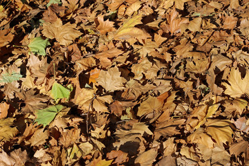 Plane tree platanus dry yellow green leaves autumn fall october