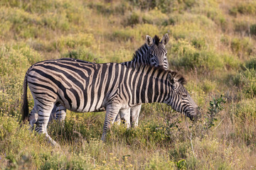 Fototapeta na wymiar Zebra 6