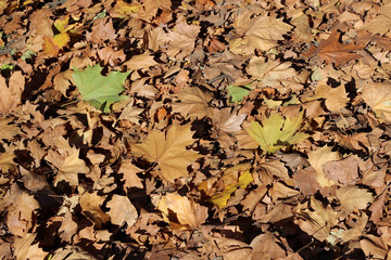Plane tree platanus dry yellow brown green leaves autumn fall october