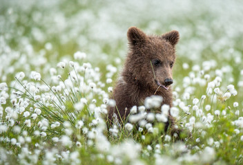 Brown bear cub in the summer forest among white flowers. Scientific name: Ursus arctos. Natural Green Background. Natural habitat.