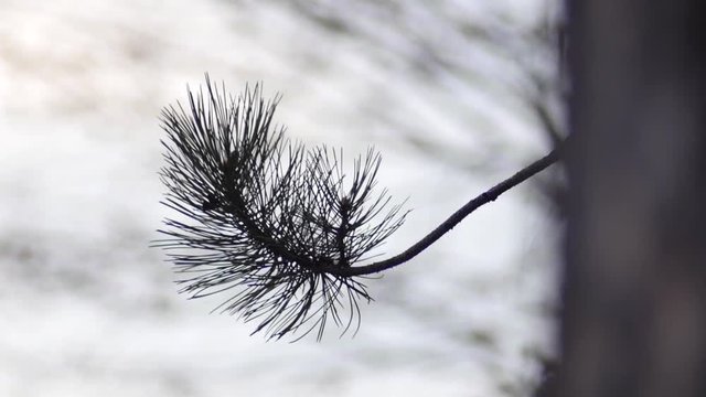 pine twig on a gentle wind
