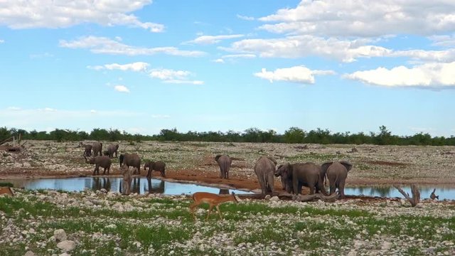 Large group of elephants at a waterhole of Etosha National Park with a group of springboks going by. Namibia. African safari.