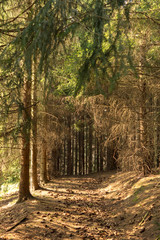 coniferous forest in spring