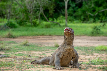 The Komodo dragon Varanus komodoensis raised the head with open mouth. It is the biggest living lizard in the world. Island Rinca. Indonesia.