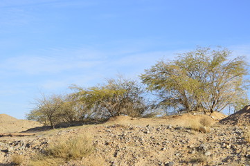 Trees in the desert