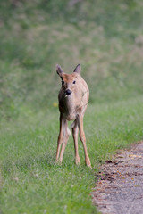 Fawn By the Road