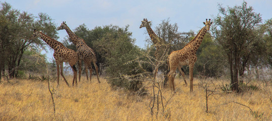 African giraffes graze in the savannah. Wildlife Africa