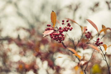 branch with red berries and golden autumn foliage