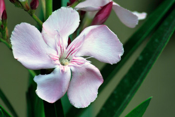 flores de guerrero mexico