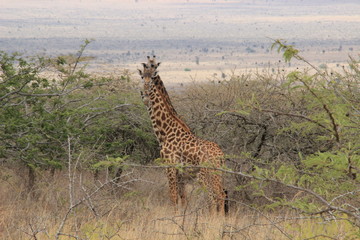 African giraffes graze in the savannah. Wildlife Africa