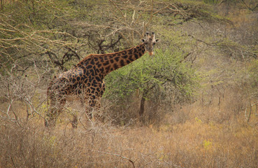 African giraffes graze in the savannah. Wildlife Africa