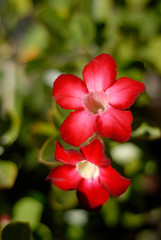 flores de guerrero mexico