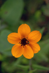 flores de guerrero mexico