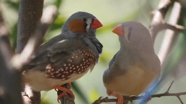 17% slow motion shot of a zebra finch pair inside a walk-in aviary at a bird park in new south wales, australia