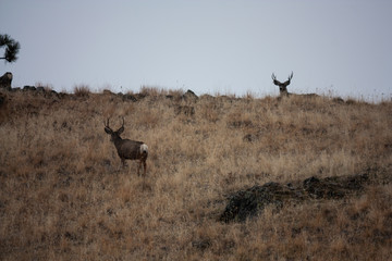 Mule Deer Buck