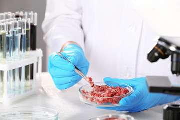 Scientist holding Petri dish with forcemeat over table in laboratory. Food quality control