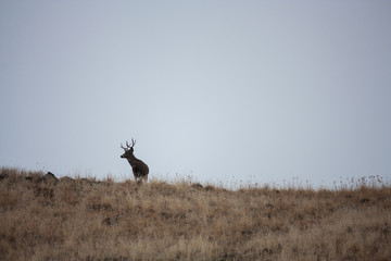 Obraz na płótnie Canvas Mule Deer Buck
