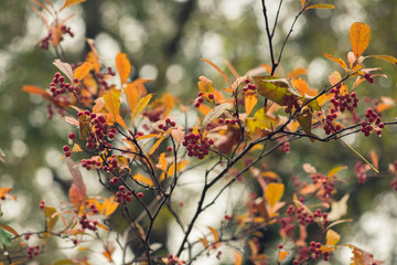 branch with red berries and golden autumn foliage