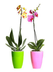 Naklejka na ściany i meble Beautiful tropical orchid flowers in pots on white background