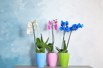 Fototapeta na wymiar Beautiful tropical orchid flowers in pots on table near color wall
