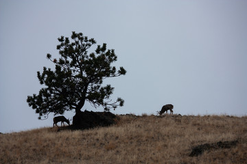 Mule Deer Buck