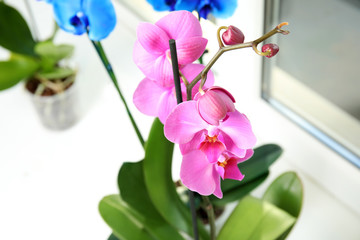 Beautiful tropical orchid flower on windowsill, closeup