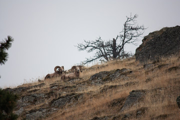 Bachelor Herd