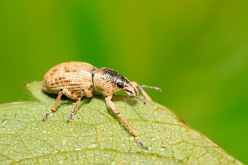 weevil, a kind of insect has a long nose
