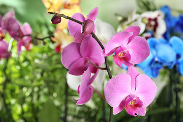 Fototapeta na wymiar Beautiful tropical orchid flowers on blurred background
